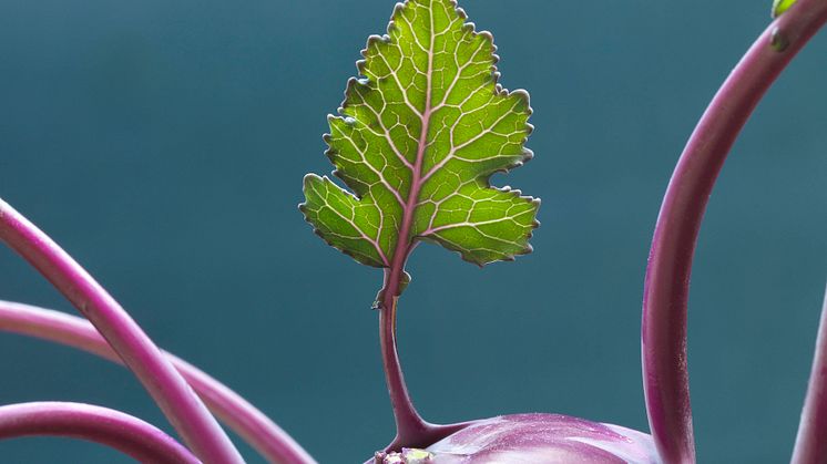 Leaf growing out of purple kohlrabi. 