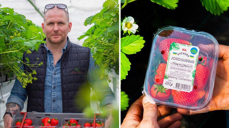 SydGrönts odlare Rickard Bergkvist som driver Eriksgården i Sjöbo levererar säsongens första jordgubbar till ICA