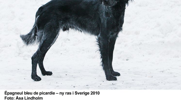 Épagneul bleu de picardie - ny hundras i Sverige 2011