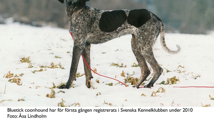 Ny hundras i Sverige 2010 - bluetick coonhound