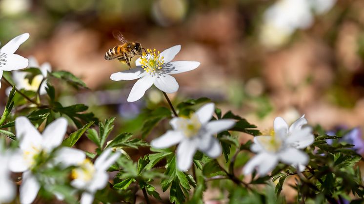 En levande trädgård hjälper pollineringen och den biologiska mångfalden