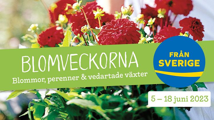 Blomveckorna Från Sverige är ett gemensamt initiativ från växtbranschen och Från Sverige-märkningen. Veckorna lyfter blommor, växter, buskar och andra trädgårdsväxter från svenska handelsträdgårdar och plantskolor.