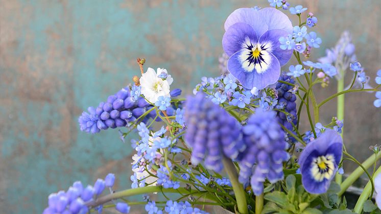 Triss i blått. Pensé, pärlhyacint och förgätmigej. Foto: Blomsterfrämjandet/Ulrika Grönlund