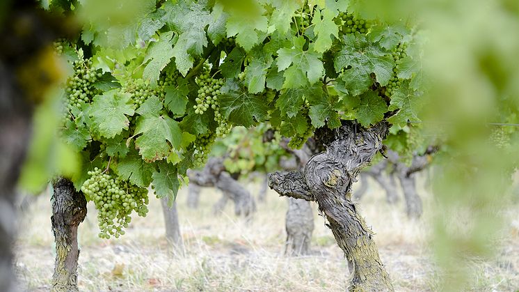 Chenin Blanc-rypäleet menestyvät Loiren laakson viinitarhoilla.