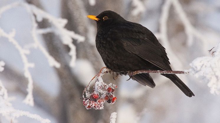  För många fågelmatare är koltrasten en trogen gäst på fågelbordet under de mörka vintermånaderna. Foto: Hans Bister