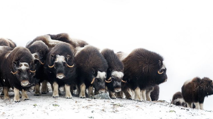 Musk oxen at Dovre mountains. Photo: Asgeir Helgestad / VisitNorway.com