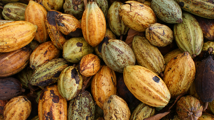 Prisraset på kakao från Elfenbenskusten riskerar att försämra familjeekonomin för landets kakaoodlare. Foto: Marie-Amélie Ormières