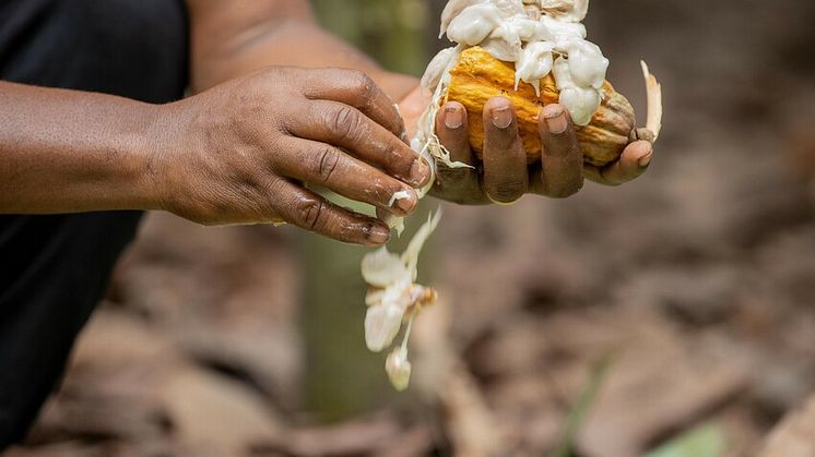 Fairtrade und dm: Projekt zur Förderung von Kakaobauern in Sierra Leone