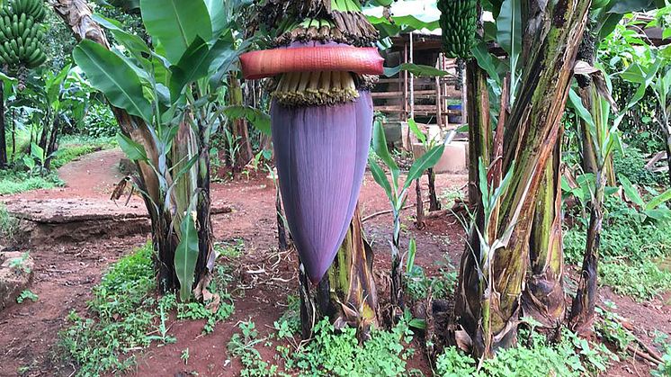 Bananenstaude in Kenia (Foto: Lin Bautze)