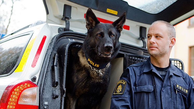 Årets polishund 2017 Rapport's Attack tillsammans med sin förare Tommy Eriksson