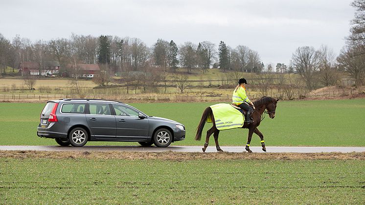 Svelands hästkunder upplever avsaknad av respekt och misstänker bristande kunskaper hos flertalet bilister. Foto: Sveland Djurförsäkringar.