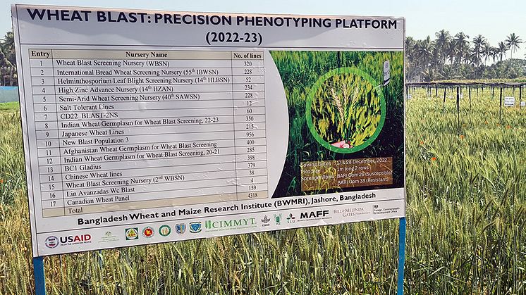 Tusentals genetiska varianter av vete från flera länder utvärderas nu i Bangladesh för att hitta fler källor till resistens mot svampsjukdomen wheat blast. SLU är en av parterna i projektet. Foto: Aakash Chawade