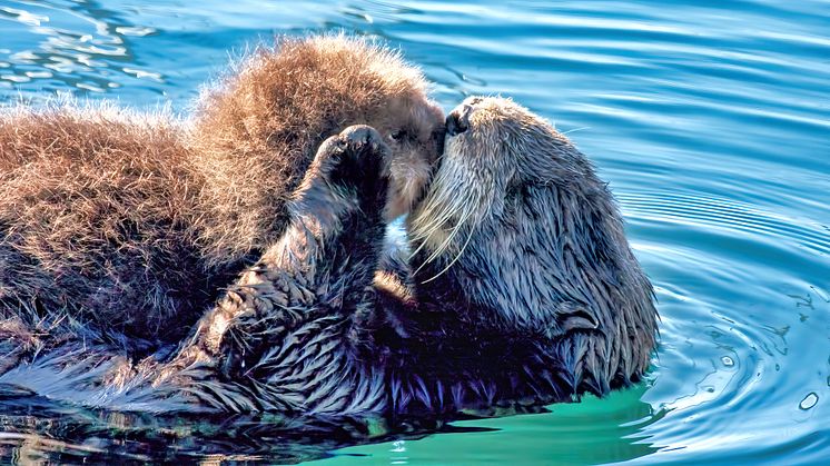 Sea otters and other critically endangered wildlife, including Hector's dolphins and Hawaiian monk seals, are under threat from pathogens hiking a ride on micro-plastics. (Photo credit: iStock).