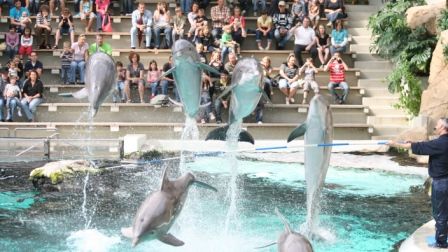 Delfinkalb stirbt nach nur einer Woche  - WDSF kritisiert "Ferrari-Show" im Zoo