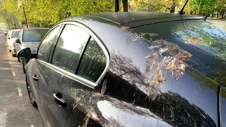 Ford beskytter din bil ved hjælp af kunstige fugleklatter