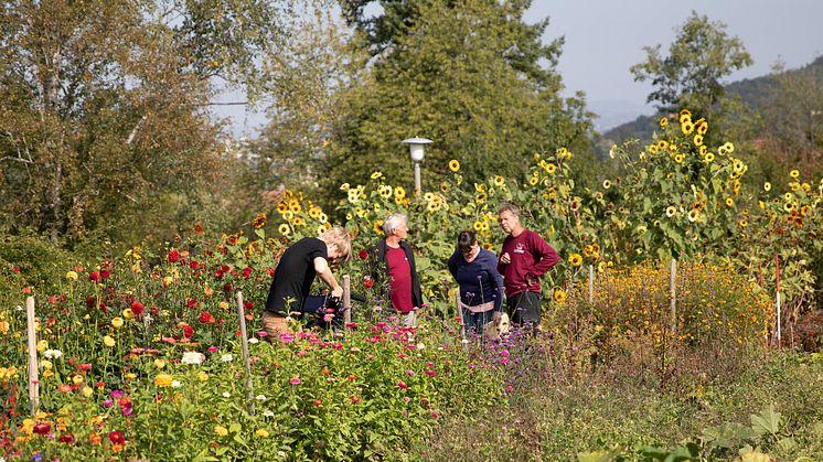 Goetheanum Garden Park: Flowers (Photo: Jasmin Peschke)