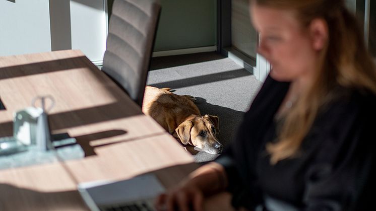 7A är ett hundvänligt kontor. På våra fyra coworking-anläggningar, mitt i Stockholm city, är din fyrbenta vän alltid välkommen!