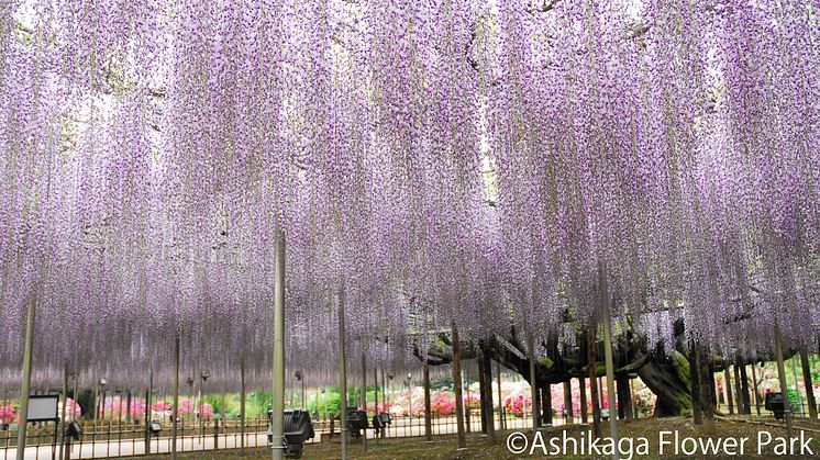 - Ideal Day Trip from Tokyo -  Leave Your Worries Behind with the Spectacular Displays of Spring Flowers
