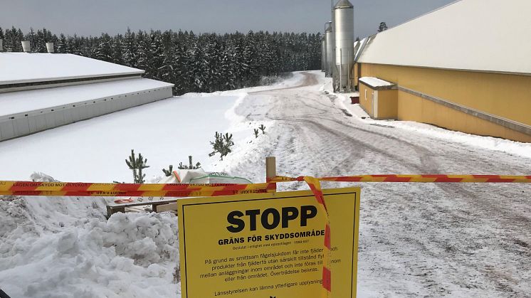 Nu avvecklas den operativa ledningscentralen på den fågelinfluensadrabbade gården i Mönsterås kommun och saneringsplanering tar vid. Foto Eric Arenius