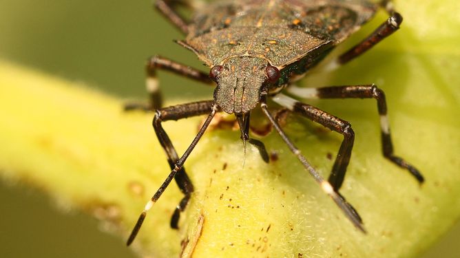 COMMENT: In defence of the stink bug