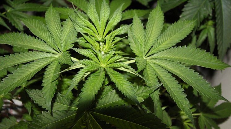 Cannabis grow discovered following man’s trip to A&E