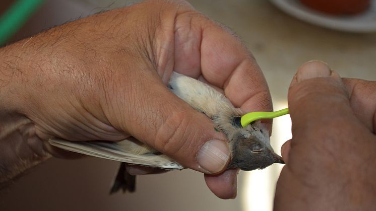 Törnsångare (Sylvia communis), fångad i slöjnät på Capri i Italien, får fästing borttagen av ornitologen Dario Piacentini. Foto: Tove Hoffman