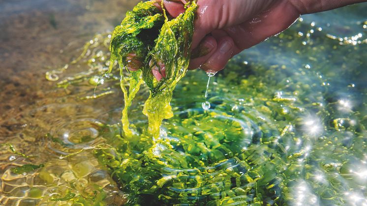 Havsbönder om framtiden: "Odling av alger kan bli miljardindustri" 