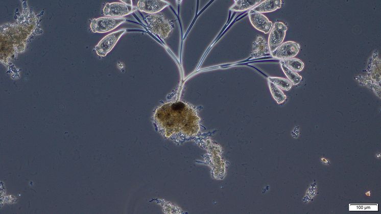 På bilden syns en koloni fastsittande ciliater, även kallade klockdjur. Klockdjuren och de andra bakterierna i avloppsvattnet är en väldigt viktig del av reningsprocessen.