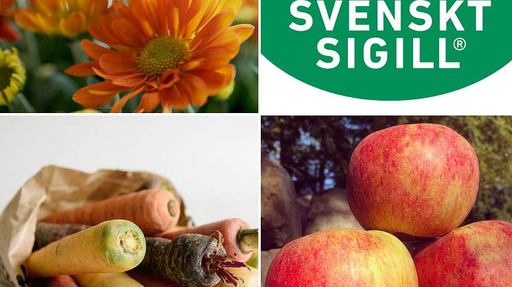 Nu finns supergoda höstäpplen, söta och knapriga morötter och färgstark krysantemum från svenska odlingar.