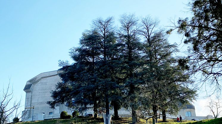 Zederngruppe im Nordwesten des Goetheanum (Foto: Sebastian Jüngel)