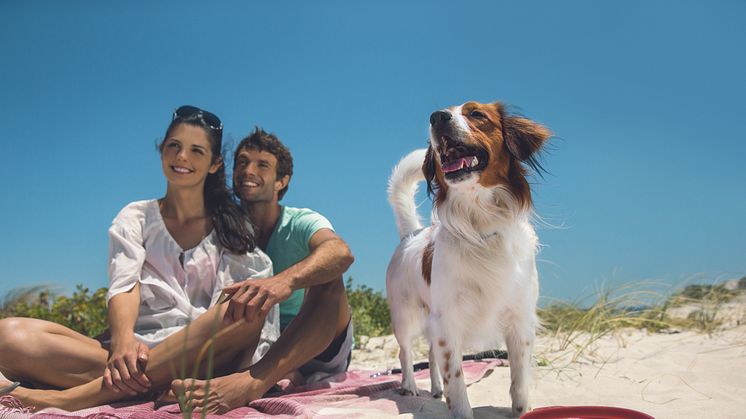 Sommerzeit ist Urlaubszeit. Viele Menschen möchten ihre Vierbeiner dabeihaben. Kein Problem, Hunde lieben das Reisen mit ihrer Familie. 