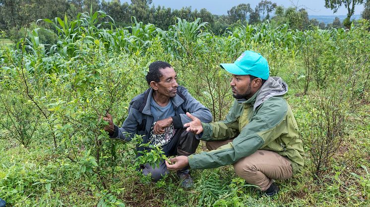 Machakel från Etiopien arbetar med The Hunger Project för att återplantera förstörda landskap. Foto: Johannes Odé