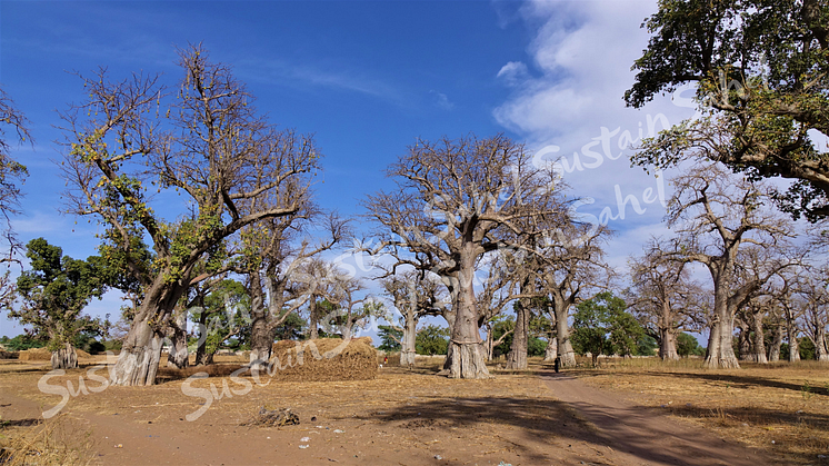 Baobabs avec des terres cultivées récoltées en dessous 