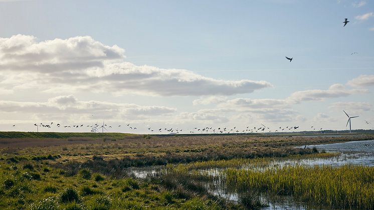 TotalEnergies i Esbjerg og UNESCO Nationalpark Vadehavet indgår partnerskab om at beskytte biodiversitet og kulturarv 