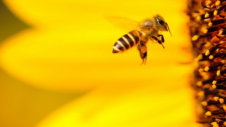Vaggeryds kommun satsar på att stärka livsmiljöer och bostäder för vilda pollinatörer.