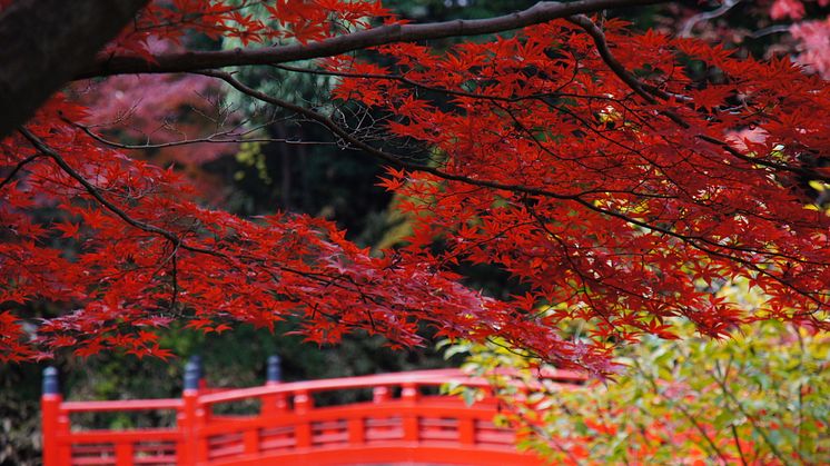 Maple Leaves, Kawagoe Kitain Temple