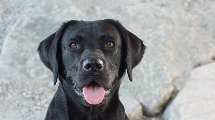 Labrador retriever fortsätter att toppa listan över de mest populära hundraserna 