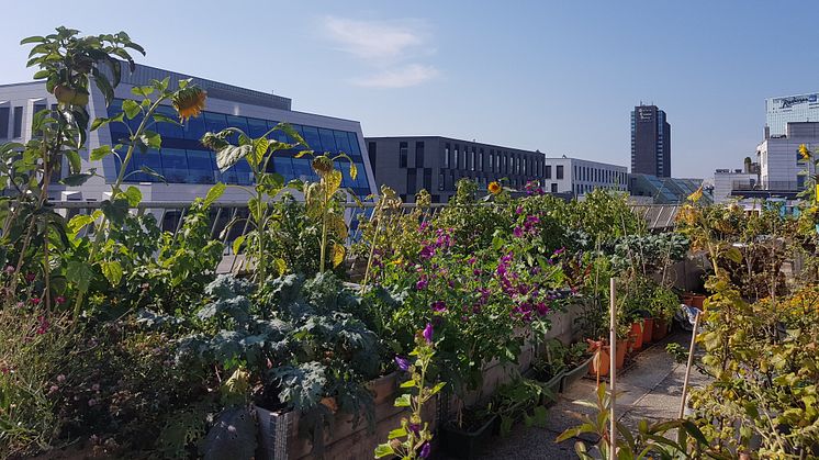 Taken er en sjeldent utnyttet ressurs, som kan komme både mennesker og insekter til gode. På toppen av Greenhouse Oslo blomstrer det om sommeren.