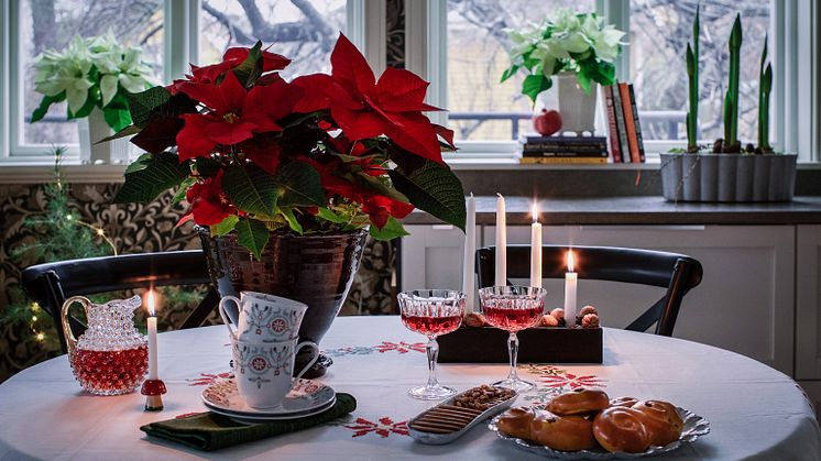 En klassisk svensk juldukning när den är som allra vackrast. Foto: Åsa Myrberg