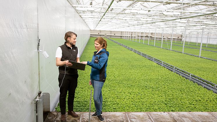 Nu inleds AI-styrd odling i Svegros växthus ute på Färingsö för att optimera resursförbrukningen.