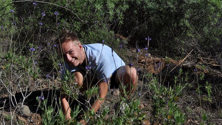 Fritidsresor planterar egen skog på Kanarieöarna