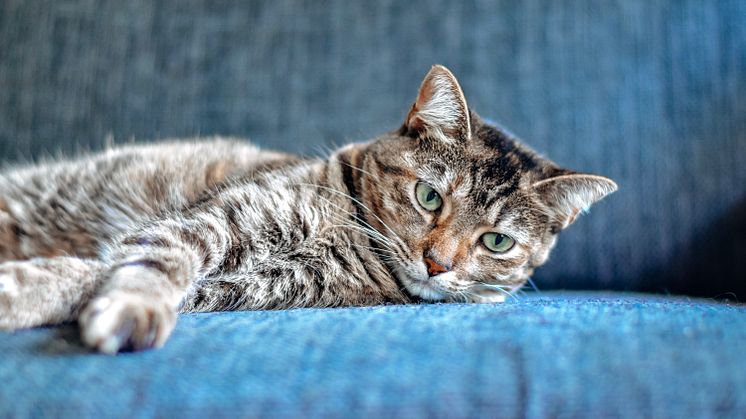Ny kattlag träder i kraft: Trygg-Hansas expert reder ut vad som gäller