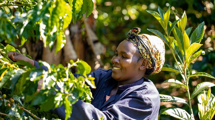 Zoégas utökar sitt program för hållbar kaffeproduktion till Uganda