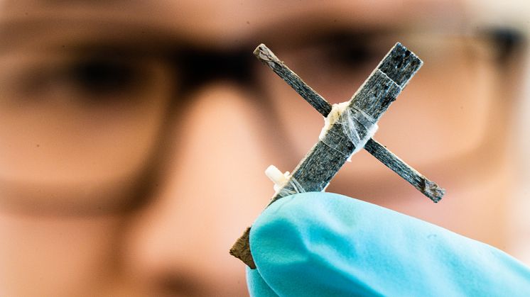Forskare vid Laboratoriet för organisk elektronik vid Linköpings universitet har utvecklat världens första transistor gjord av trä. Foto: Thor Balkhed