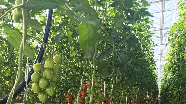 Bilden visar tomatodling i Vänersborgs kommun