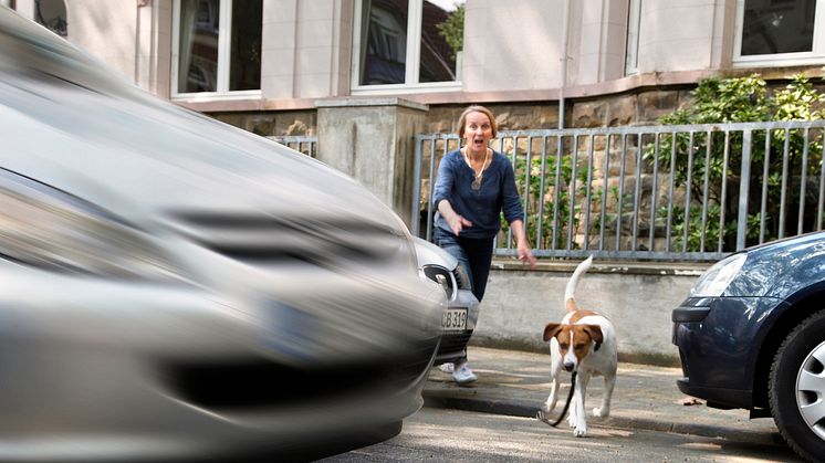 Haustier überfahren: Autofahrer sollten besser anhalten
