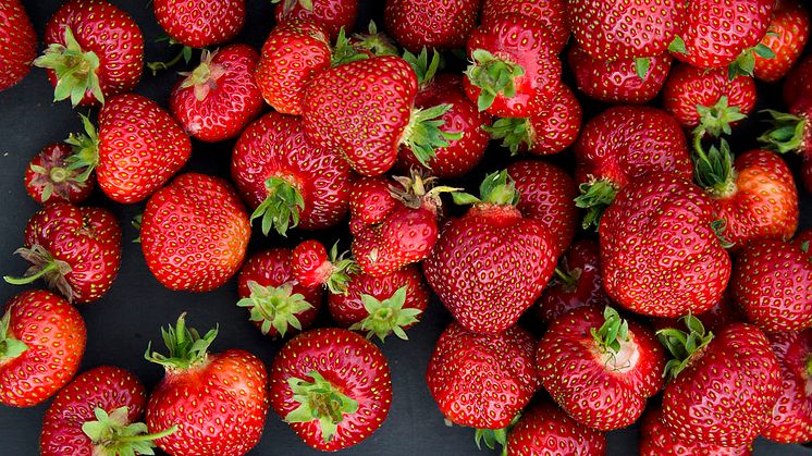 Det er tillatt å bruke så mange som 33 ulike plantevernmidler i norsk, konvensjonell jordbærproduksjon.  Foto: Hanne Stensvold