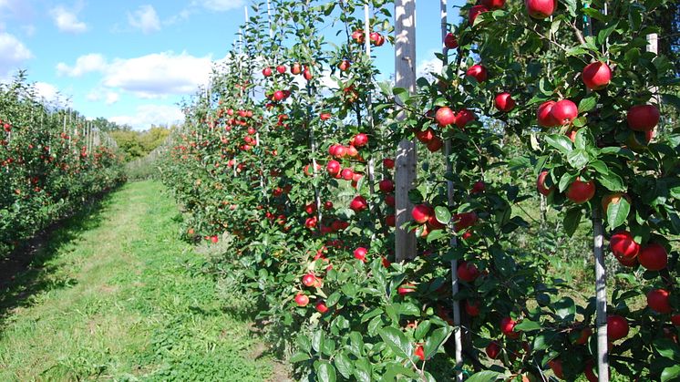 KRAV-märkta svenska äpplen når sällan butiken