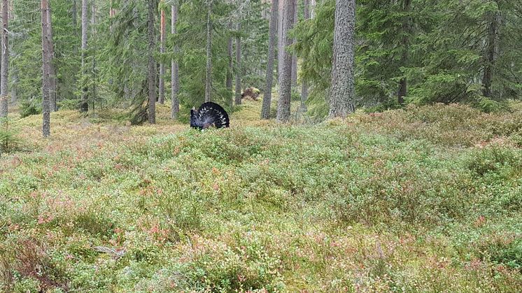 Spelande tjädertupp. Foto: Länsstyrelsen i Västra Götaland