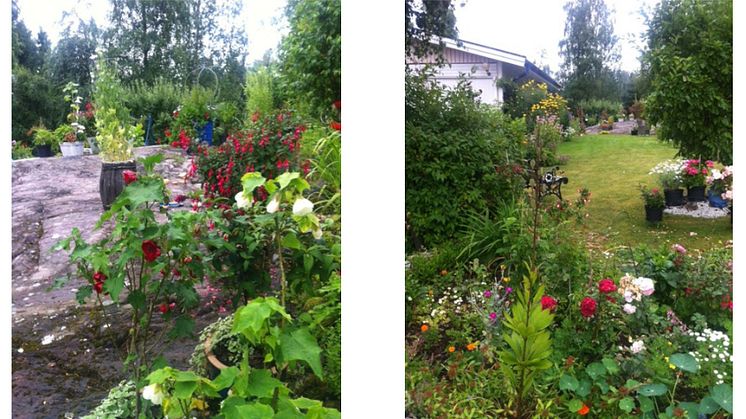 Gun-Britts trädgård i Lindesberg - en av Tusen Trädgårdar på söndag